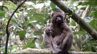 The Greater the Bamboo, the Greater the Lemur! screenshot 2