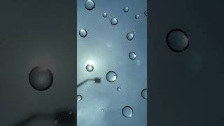 Droplets and sun #youtubeshorts #rain