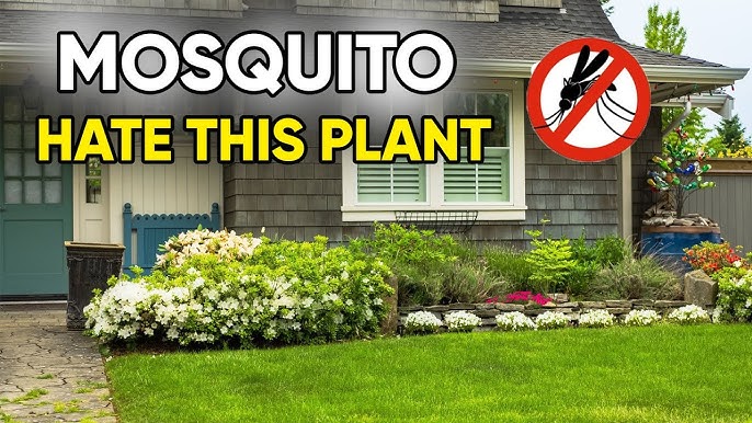 Strip oyin keyin jinsiy aloqa Voyaga etgan ayollar qattiq sikishadi