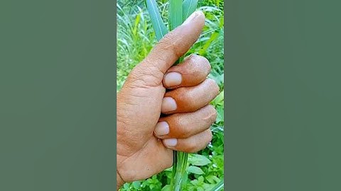 Beautiful and unique green Grasshopper#insects #nature #wildlife