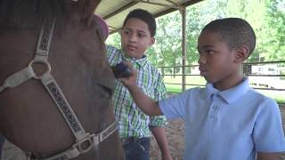 Equine Therapy Program Introduced at HCDE Schools during 2019-2020.