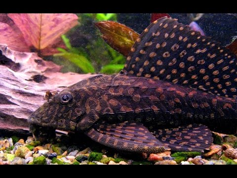 Spotted puffer, pictus catfish, male fiddler crab from YouTube · Duration: 49 seconds · 249 views · uploaded on 11/27/2011 · uploaded by CrStalCaNNiBuS Spotted puffer, pictus catfish, male fiddler crab from YouTube · Duration: 49 seconds · 249 views · uploaded on 11/27/2011 · uploaded by CrStalCaNNiBuS