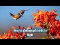 How to Photograph Birds in Flight