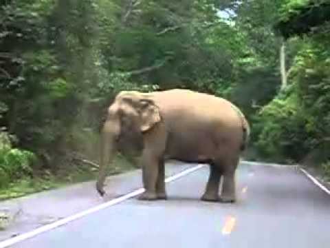 فيديو: ما مدى سهولة خياطة فيل محسوس
