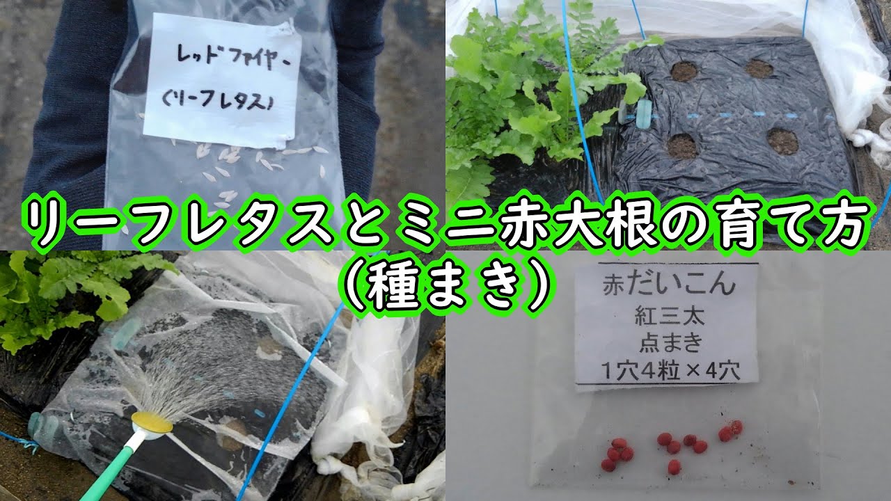 リーフレタスとミニ赤大根の育て方 種まき 有機栽培でおいしい野菜作り