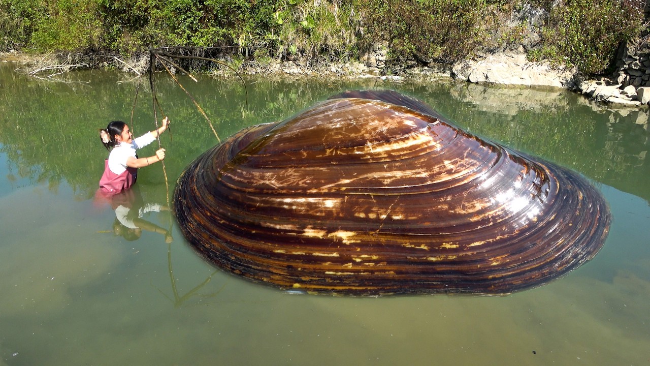 The clam is so big that you never expected it. Have you ever seen its pearls