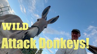 Want A Wild BLM Burro, Watch This First | BLM Burro