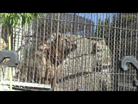 huge bear-უზარმაზარი დათვი