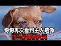 主人去世5年後，狗狗看遺像抽泣，下一秒震驚所有人！#三味書屋