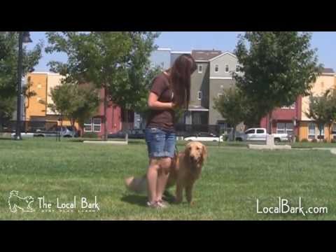 dog-boarding-school-at-the-local-bark