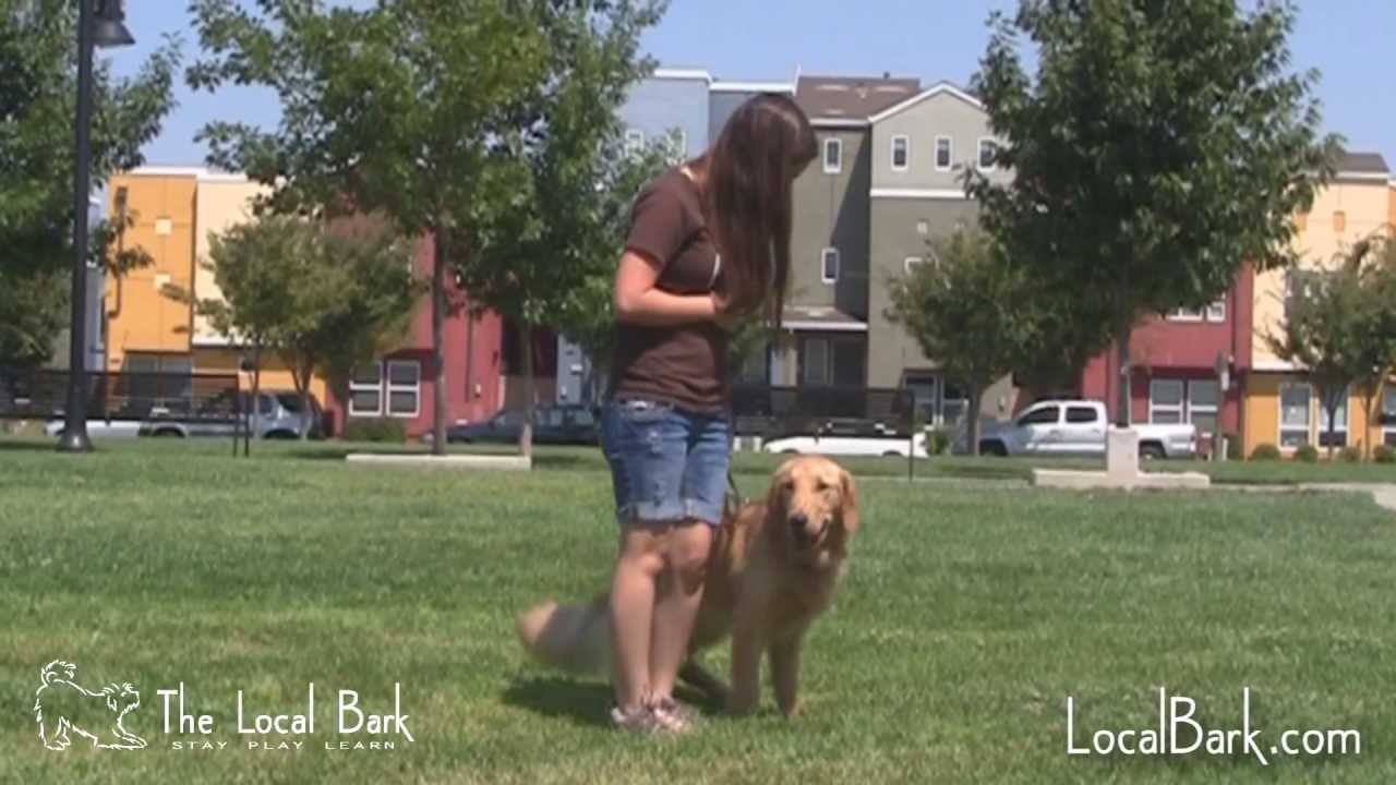 Dog Boarding School at The Local Bark YouTube