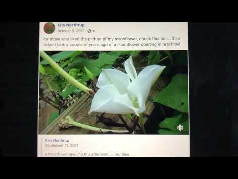 Moonflower Opening in real time