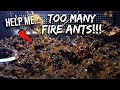 PLEASE HELP: What Should I Do With All These FIRE ANTS?