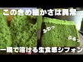 【神シフォン】プロの僕が1番美味しいと思う抹茶シフォンはこれ。
