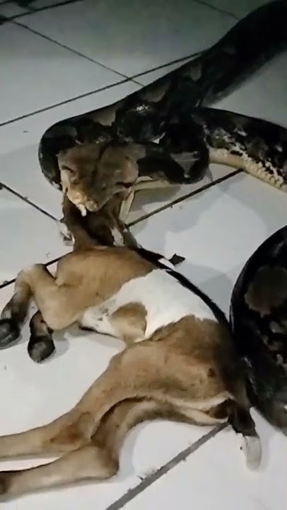 ndasku ngelu rekk😴