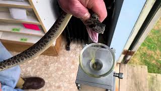 Texas Mojave rattlesnakes venom extractions