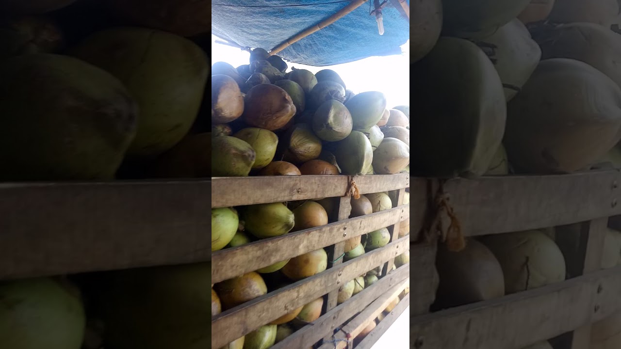 Es Kelapa muda || sawargi || kelapa ijo obat/wulung 
