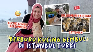 BERBURU KUCING GEMBUL DI  ISTANBUL TURKI SAMPAI DIKERUMUNIN