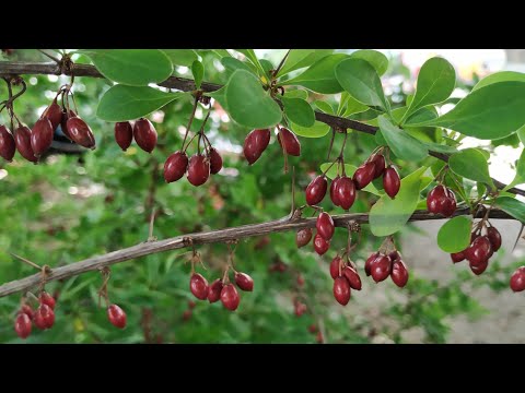 Red Barberry (Berberis thunbergii)  - dry fruits last till next July