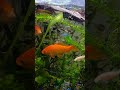 lol #funny #cute #goofy #goldfish #fish #aquarium #shorts #shortsfeed #viral #viralvideo #love #wow