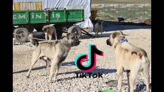 En Efsanee Kangal Ti̇k Tok Vi̇deolari Hangi̇ Köpeği̇n Si̇zi̇n Olmasini İsterdi̇ni̇z ?