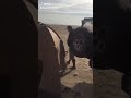 رحله بريه
