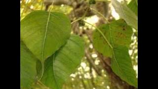 Dayarathna Ranathunga- Jayasiri maha bodhi