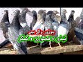 Teddy  qasoori  kamagar joro walay bachay  pigeons gallery 