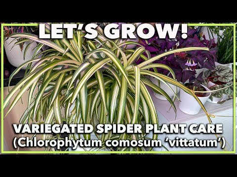 วีดีโอ: Tropical Spiderwort Control: วิธีกำจัดต้น Spiderwort เขตร้อน