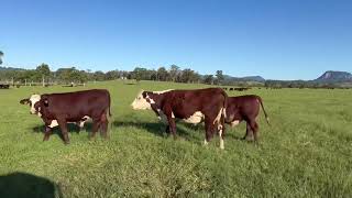 John and Maree Smith Woodenbong, 2024 Calves