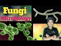 Fungi in hindi|Microbiology|Fungi classification|structure #nursing #biology #science #fungi #exam