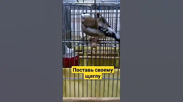 Пение щегла #щегол #пениептиц #birds #птицы #carduelis