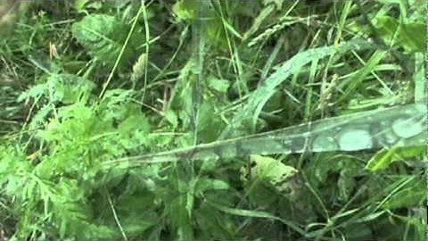 Dale Stephens - Rainmaker (video by mrsdelirium)