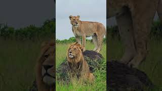 The Pose!! 🦁🦁🦁🦁 #Wildlife #Safari