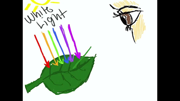 Color is a Lie The World Your Brain Creates