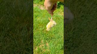 What Happened To This Baby Chick?