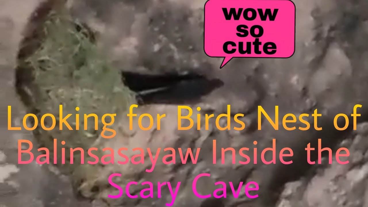 Looking for Birds Nest Of Balinsasayaw In Scary Cave.. YouTube