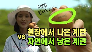 제주 청초밭 자연방사 계란 유기농 유정란 VS A4 크기 철장에서 나온 달걀