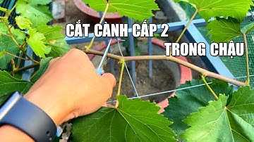Hướng dẫn cắt tạo cành cấp 2 cho giàn nho trồng chậu phần 2 | Trồng Nho Sân Vườn Nhà Phố