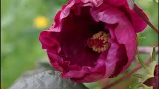 I'm In Love For The Very First Time - Maywood: with Lyrics(가사번역) || Denver Botanic Gardens, 2017