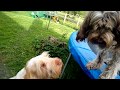 Brown Roan Ruben Spinone dog on a Trampoline の動画、YouTube動画。
