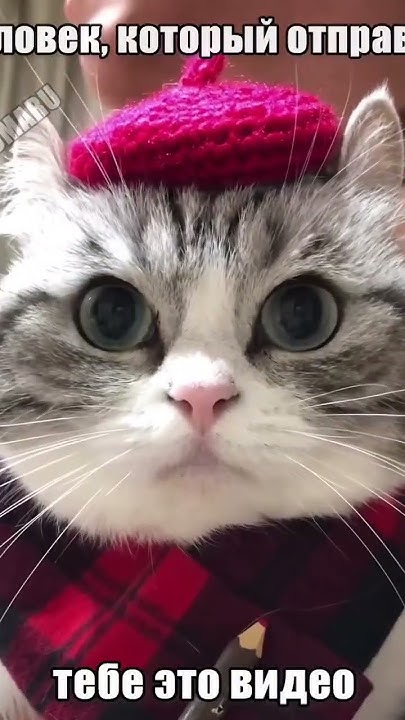 поздравляю, вы прошли проверку #komaru #cat #комару #котики #мем #кот ...