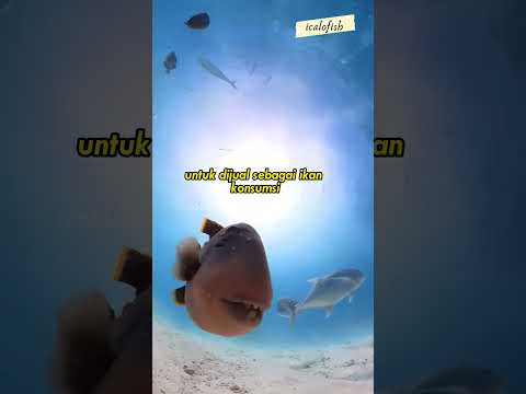 Video: Apakah triggerfish memiliki sisik?