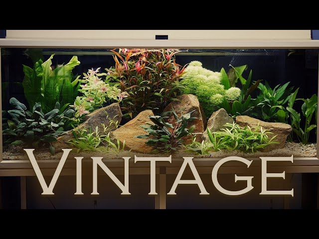 50 Jahre altes Aquarium einrichten - mit 800 Jahre alten Steinen |  Aquado-Zoo Dortmund