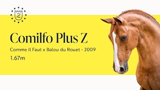 Comilfo Plus Z - Stallion Presentation 2024