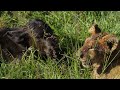 A NEW BORN buffalo fate after the lions killed his mother at the Masai Mara Kenya