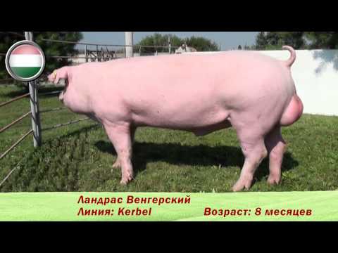 Фридом Фарм Бекон: племенные свиньи породы 'Ландрас'