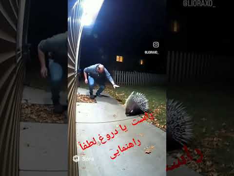 نظر شخصی من اینه که تیغ پرتاب نمیکنه چون خودم خیلی از نزدیک این حیوان رو دیدم