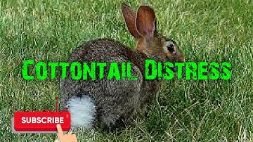 Predator Hunting Call - Cottontail Distress - 29 Minutes - Free Download