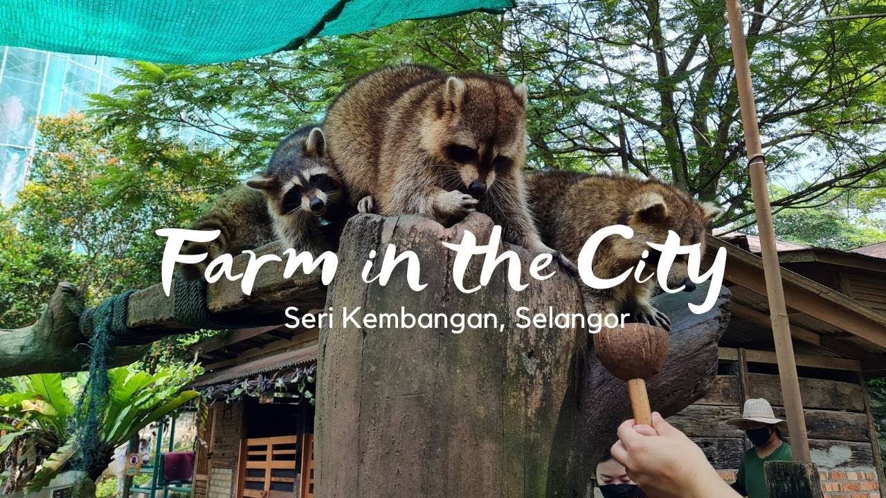 City farm seri kembangan in the Farm In